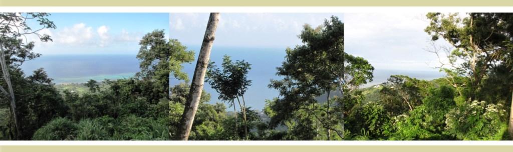 La Selva Mountain Top caribbean views, LEED green sustainable, biking trails
